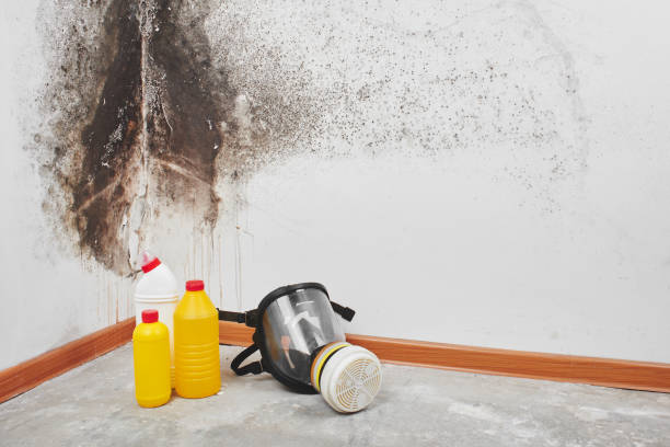 Best Fast Mold Removal  in Derby, CO