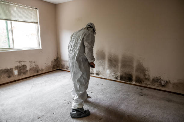 Best Commercial Mold Removal  in Derby, CO