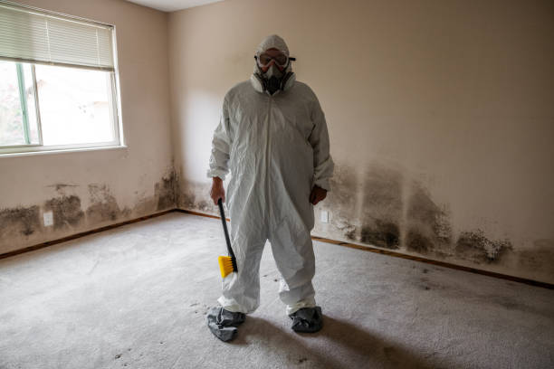 Office Mold Removal Services in Derby, CO