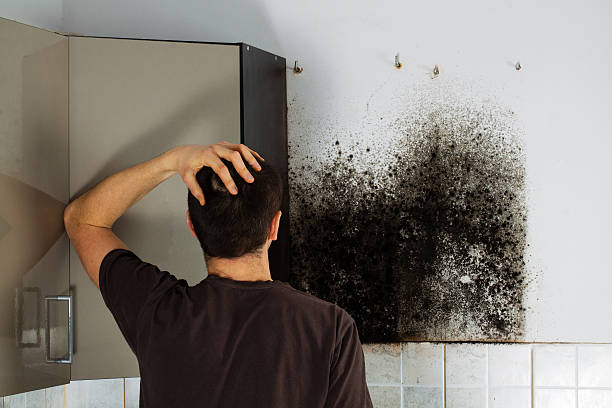 Best Toxic Mold Removal  in Derby, CO